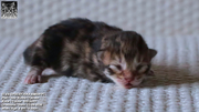 Miot E3