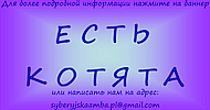 инфо о котятах